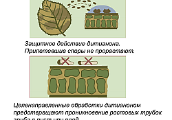 2019_11_Malakite-1.jpg