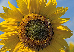 2020_04_sunflower.jpg 2020_04_sunflower.jpg