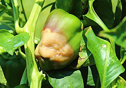 2025_05_calciu8.jpg