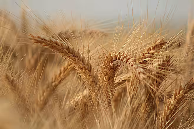 Fertilizarea cu Sulf a cerealelor
