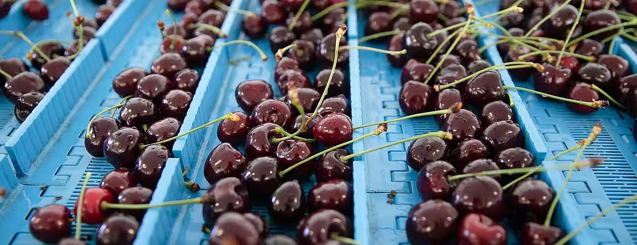 Moldova în TOP-10 exportatori de cireșe din lume. Tendințe de producere în țară și pe plan mondial