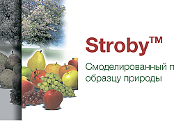 2017_03_Stroby-foto.jpg
