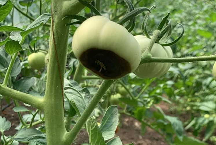 Putregaiul apical (carența de calciu) la legume: cauze, simptome și soluții