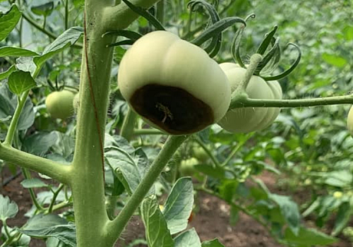 alt_Putregaiul apical (carența de calciu) la legume: cauze, simptome și soluții