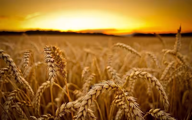 Ministrul Agriculturii de la Beijing: Recolta de grâu din acest an ar putea fi cea mai slabă din istoria Chinei