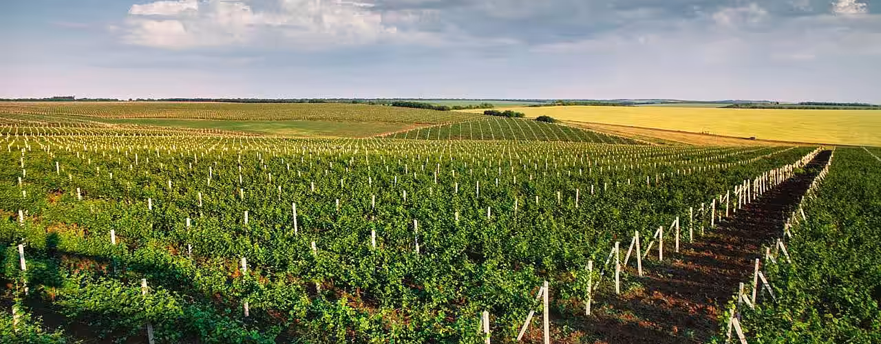 Producătorii de struguri care nu își vor înregistra plantațiile în Registrul Vitivinicol nu vor avea acces la subvenții