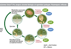 delan-vie-actiune_1540x866.webp delan-vie-actiune_1540x866.webp