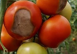 2025_05_calciu5.jpg