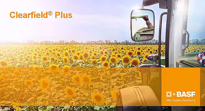 Clearfield® Plus – cea mai inovatoare tehnologie de creştere a florii-soarelui