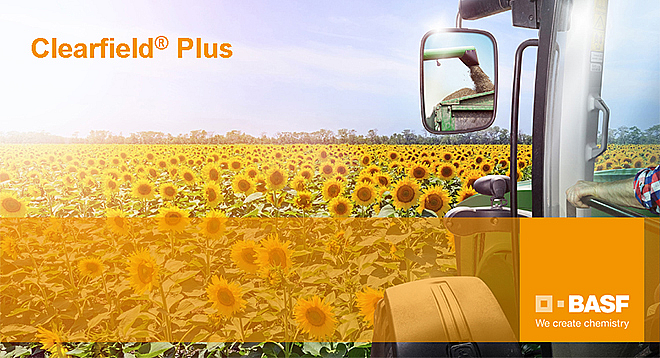 Clearfield Plus – самая инновационная технология выращивания подсолнечника