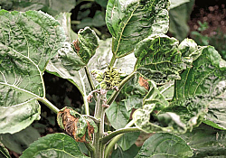 2020_04_2-plasmopara.jpg 2020_04_2-plasmopara.jpg