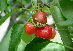 2025_06_monilia-cires2.jpg