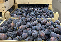 2025_11_halder-prune2.jpg