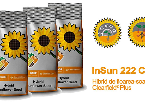 alt_InSun 222 CLP - Hibrid de floarea-soarelui semitardiv Clearfield® Plus cu o producție ridicată și stabilă