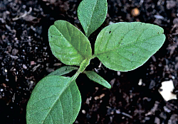 2017_01_stir-salbatic.jpg