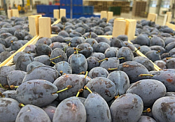 2025_11_halder-prune1.jpg