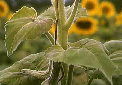 2020_06_carenta-bor-3.jpg