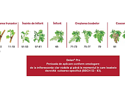 delan-vie-momente-aplicare_1540x866.webp delan-vie-momente-aplicare_1540x866.webp