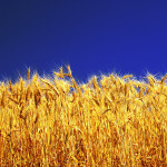 Осенняя защита зерновых культур