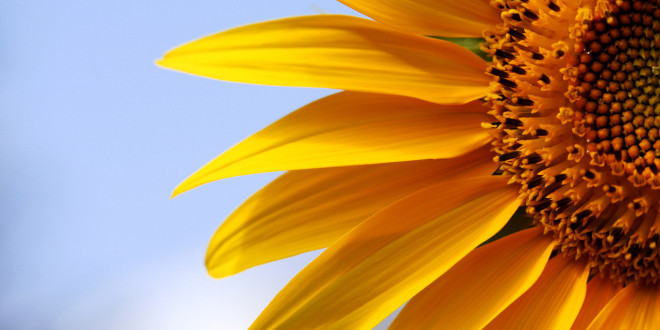 Pictor™ – un fungicid de succes pentru floarea-soarelui