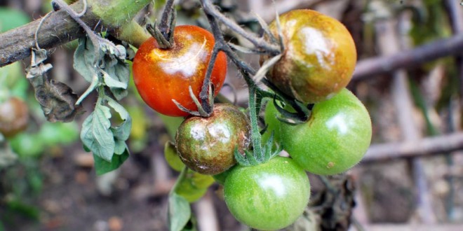 Bolile legumelor. Combaterea manei tomatelor