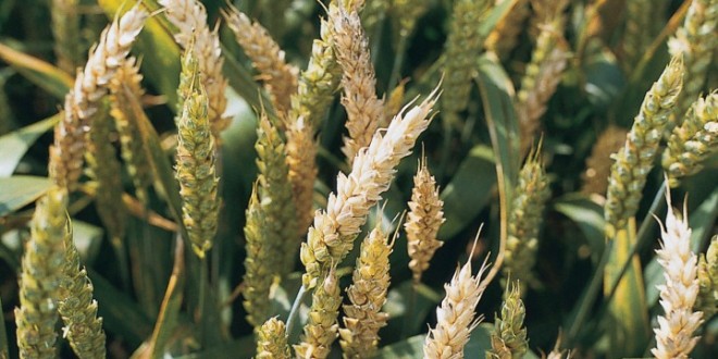 Bolile grâului. Cum să salvăm recolta de fuzarioză