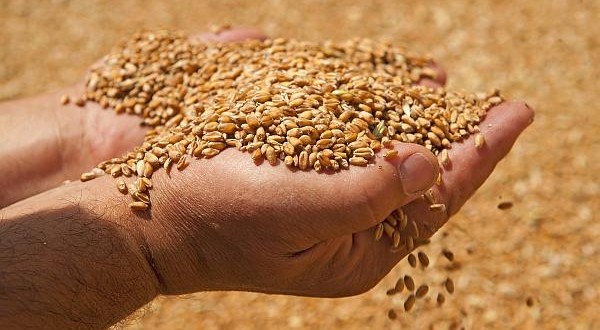 Recoltă record de grîu în Republica Moldova