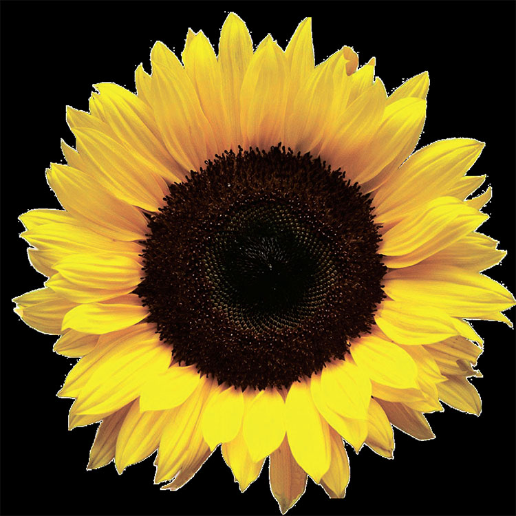 floarea-soarelui-clearfield-15