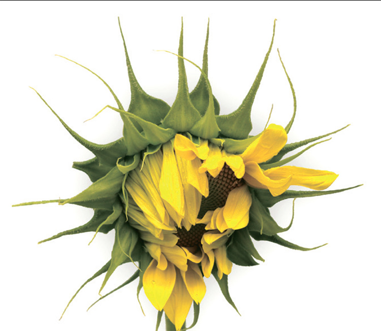 floarea-soarelui-clearfield-2