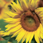 floarea-soarelui-clearfield-4