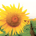 floarea-soarelui-clearfield-9
