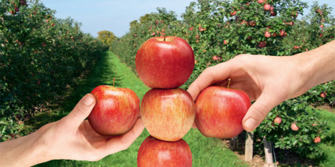 Regalis® Plus – regulator de creştere cu acţiune retardantă pentru livezile de măr