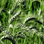 Регуляторы роста c ретардантным действием – неотъемлемый элемент интенсивной технологии выращивания зерновых культур