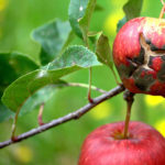Основы защиты яблони от парши