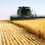 Recolta mondială de grîu se va reduce în anul curent cu 17 milioane tone