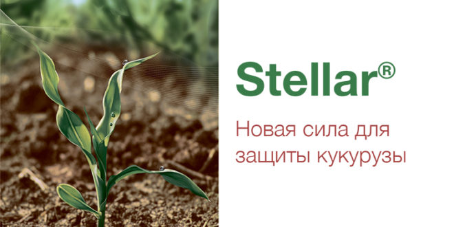 Stellar® – описание и характеристика продукта