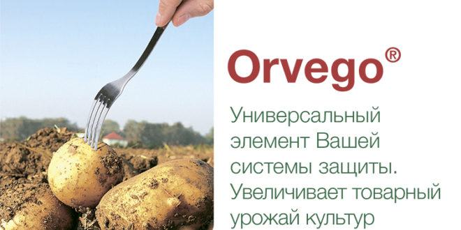 Orvego® – описание и характеристика продукта