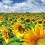 România a avut anul trecut cele mai mari suprafeţe din UE cultivate cu floarea soarelui şi porumb