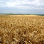 Topul celor 25 producători mondiali de grîu