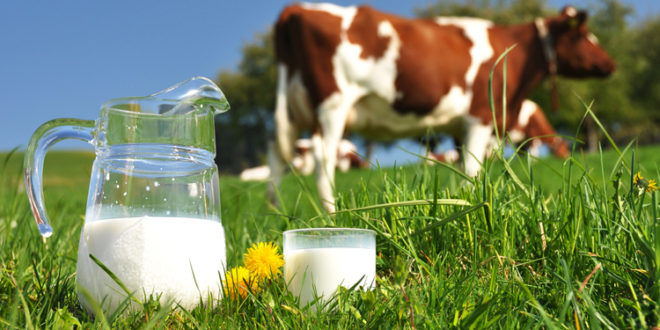 Pretul laptelui în scădere în Europa, dar superior celui din 2016