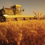 Recolta de grâu din UE redusă de secetă și arșiță