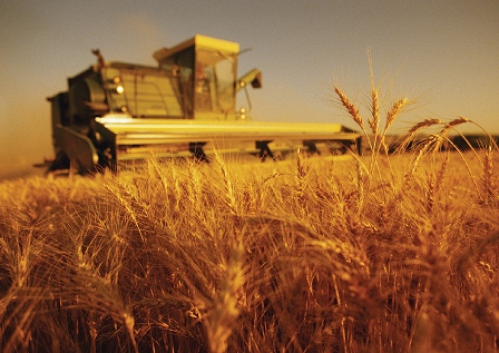 Recolta de grâu din UE redusă de secetă și arșiță