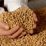 Se aşteaptă o scădere a producţiei de soia în Argentina