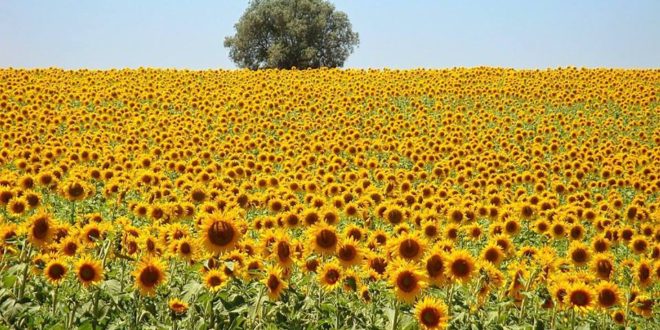 Invazia rusească ar putea diminua cu 42% recolta de floarea soarelui a Ucrainei