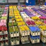 Olanda, cel mai mare exportator de produse agroalimentare din UE