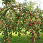 Ministerul Agriculturii din Rusia a propus reducerea TVA la fructe