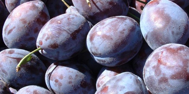 În anul curent s-au exportat déjà peste 40 mii tone de prune