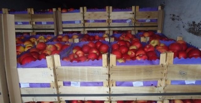 Încă o partidă de mere moldovenești interzisă în Federația Rusă
