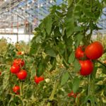 Italia este liderul european al producţiei de legume