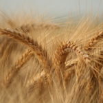 Campania de recoltare a cerealelor de prima grupă se va încheia în următoarele zile